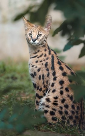 Photo for Portrait of Serval in zoo - Royalty Free Image