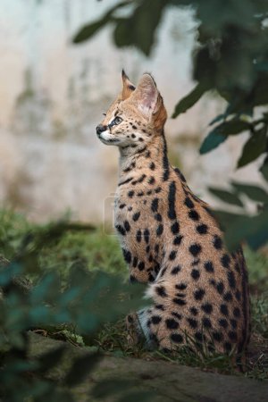 Photo for Portrait of Serval in zoo - Royalty Free Image