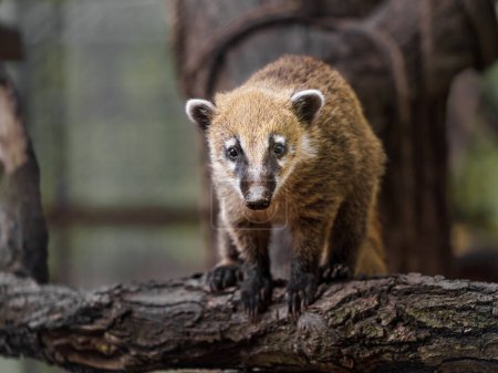 Photo for South American coati in zoo - Royalty Free Image
