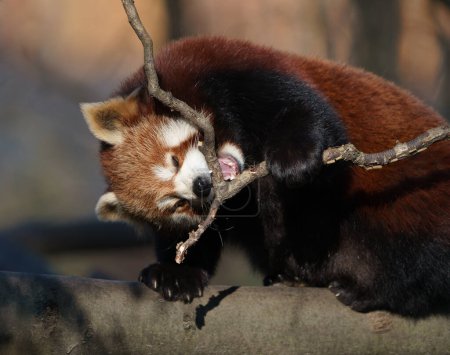 Foto de Panda rojo en rama - Imagen libre de derechos