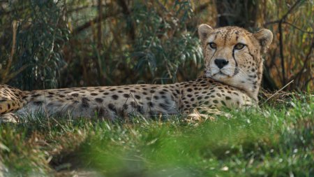 Foto de Northeast African cheetah in zoo - Imagen libre de derechos
