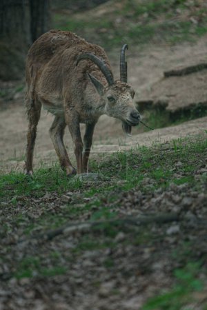Photo for Photo of a Siberian ibex - Royalty Free Image