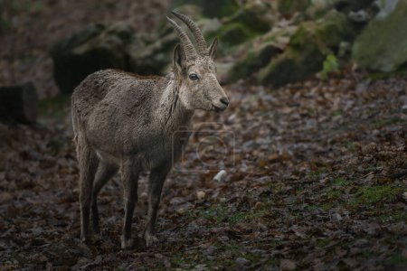 Photo for Photo of a Siberian ibex - Royalty Free Image