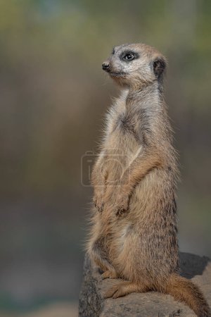Photo for Photo of a Meerkat - Royalty Free Image