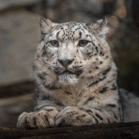 Foto de Foto de un leopardo de la nieve (Irbis) - Imagen libre de derechos