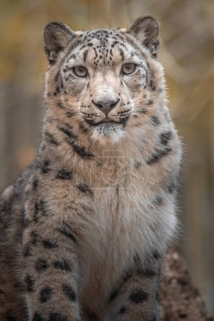 Foto de Foto de un leopardo de la nieve (Irbis) - Imagen libre de derechos