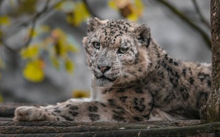 Foto de Leopardo de la nieve (Irbis) en el zoológico - Imagen libre de derechos