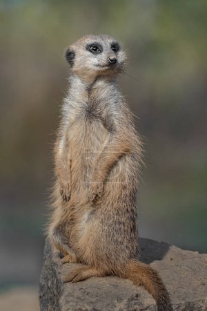 Photo for Portrait of Meerkat in zoo - Royalty Free Image