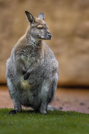 Téléchargez les photos : Red-necked wallaby in zoo - en image libre de droit