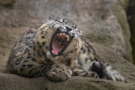 Foto de Leopardo de la nieve (Irbis) en el zoológico - Imagen libre de derechos
