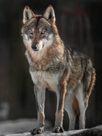 Photo for Eurasian wolf in zoo - Royalty Free Image