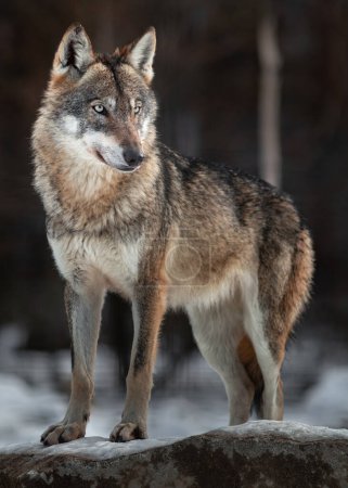 Téléchargez les photos : Eurasian wolf in zoo - en image libre de droit