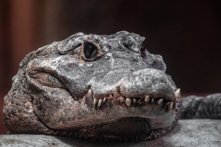 Photo for Portrait of a Dwarf crocodile - Royalty Free Image