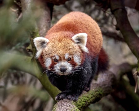 Foto de Retrato de panda rojo
. - Imagen libre de derechos