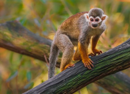 Photo for Portrait of a Squirrel monkey. - Royalty Free Image