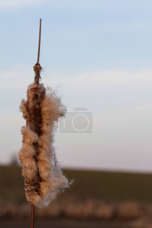 Photo for Closeup of Typha in nature - Royalty Free Image