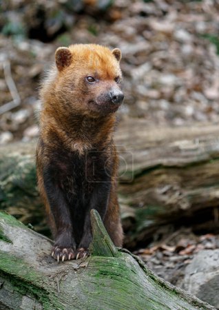 Photo for Bush dog in zoo - Royalty Free Image