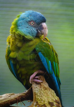 Blue headed Macaw in zoo puzzle 657299586