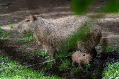 Téléchargez les photos : Portrait de Capybara au zoo - en image libre de droit