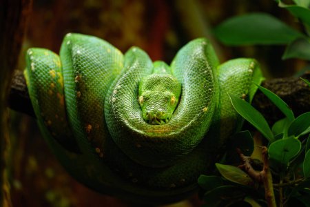 Green tree python in terrarium