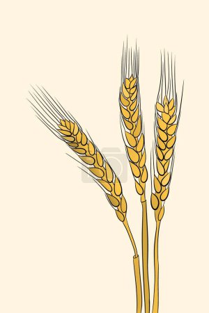 Illustration for Illustration of a Barley - Royalty Free Image