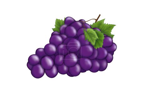 Illustration for Illustration of a grapes - Royalty Free Image