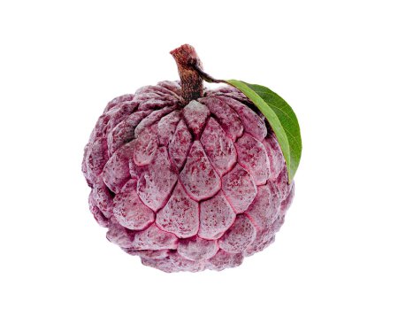 Téléchargez les photos : Pomme à crème violette sur fond blanc - en image libre de droit