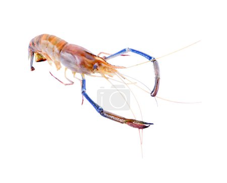 Téléchargez les photos : Crevettes fraîches isolées sur fond blanc - en image libre de droit
