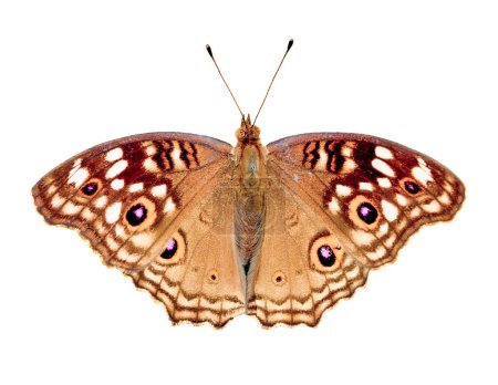 Téléchargez les photos : Papillon isolé sur fond blanc - en image libre de droit