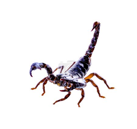 Téléchargez les photos : Scorpion isolé sur fond blanc - en image libre de droit