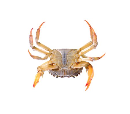 Téléchargez les photos : Crabe des champs rouge isolé sur fond blanc - en image libre de droit