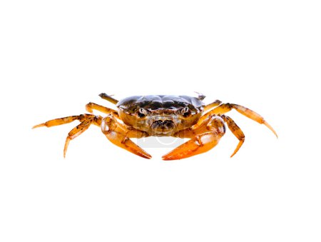 Téléchargez les photos : Crabe des champs rouge sur fond blanc - en image libre de droit