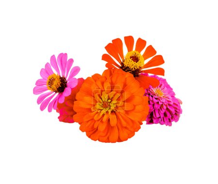 Téléchargez les photos : Fleurs de zinnia colorées isolées sur fond blanc - en image libre de droit