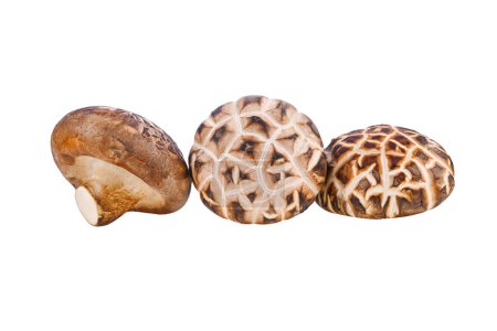 Téléchargez les photos : Chiitake champignon isolé sur fond blanc - en image libre de droit