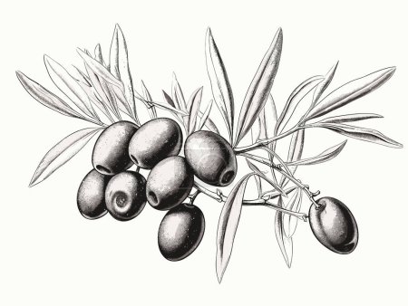 Illustration for Olive brunch in engraving style element in hand-drawn style - Royalty Free Image