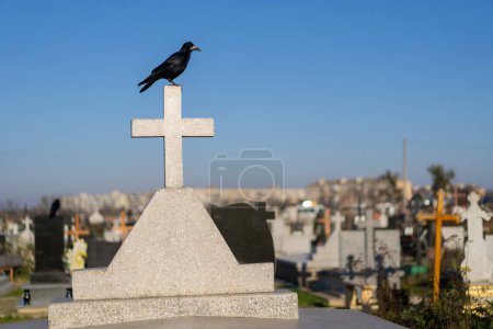 Photo for A black raven sits on the cross of a grave in a cemetery - Royalty Free Image