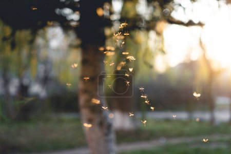 Photo for Many mosquitoes at sunset - Royalty Free Image