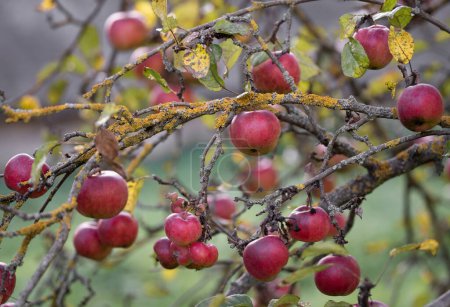 Téléchargez les photos : De nombreuses pommes rouges mûres sur une branche d'arbre - en image libre de droit