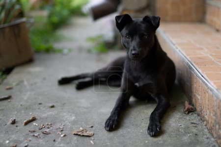 Téléchargez les photos : Beau jeune chien noir reposant dans la cour - en image libre de droit
