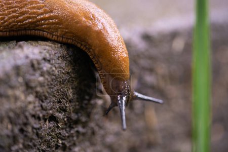 Photo for Close-up of a Spanish snail (Arion vulgaris) outdoors - Royalty Free Image