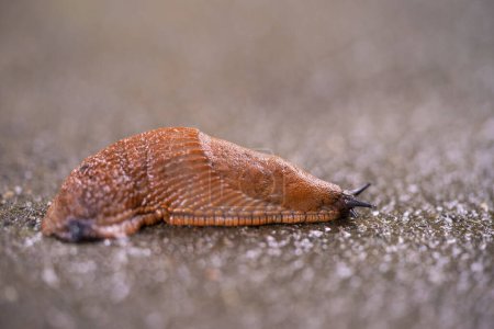 Photo for Close-up of a Spanish snail (Arion vulgaris) outdoors - Royalty Free Image
