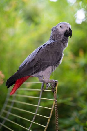 handsome and the smartest African gray parrot Jaco 