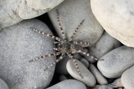 a large and hairy gray spider on stones