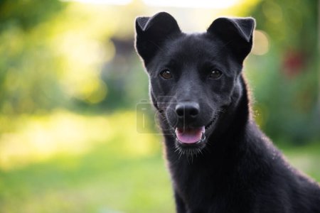 Téléchargez les photos : Portrait d'un beau jeune chien noir au fond flou - en image libre de droit