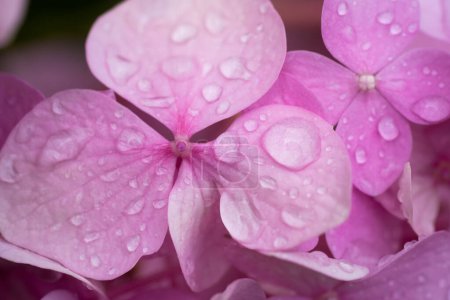hermosas flores de hortensias rosadas en el jardín
