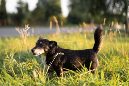 Téléchargez les photos : Beau chien noir dans l'herbe à la campagne - en image libre de droit