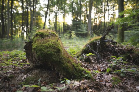Téléchargez les photos : Un tronc d'arbre abattu par des bûcherons dans la forêt est couvert de mousse - en image libre de droit