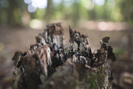 Téléchargez les photos : Souche d'un arbre coupé par des bûcherons dans la forêt - en image libre de droit