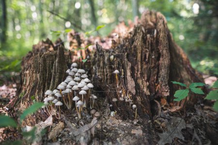 Photo for Inedible mushrooms grow from a tree stump in the forest - Royalty Free Image