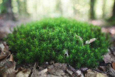 Téléchargez les photos : Gros plan de la mousse verte dans la tourbière forestière mousse de coiffure Polytrichum strictu - en image libre de droit